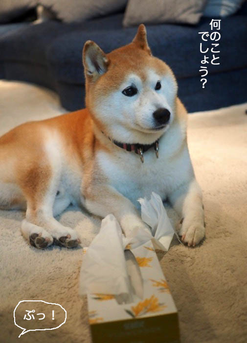 10日夕ブログ１０
