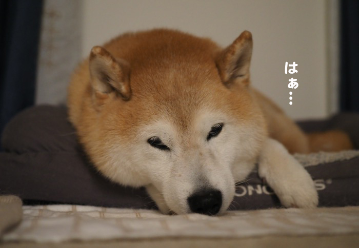 28日ブログ１