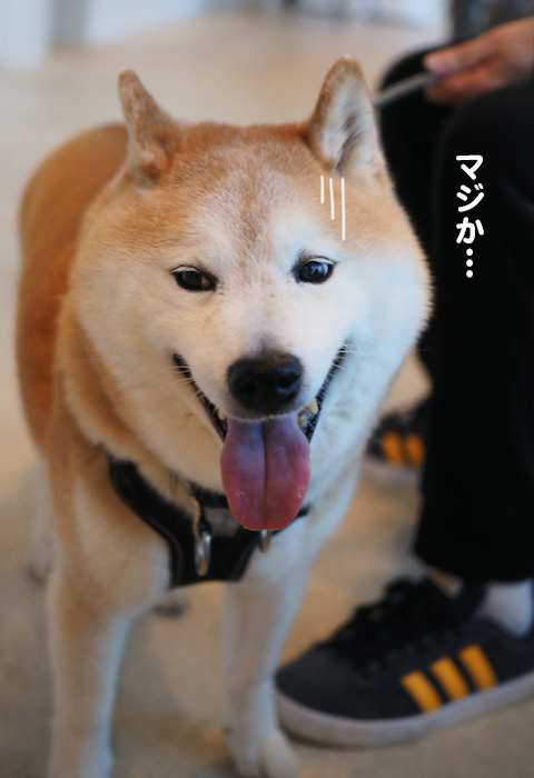 16日夕ブログ６