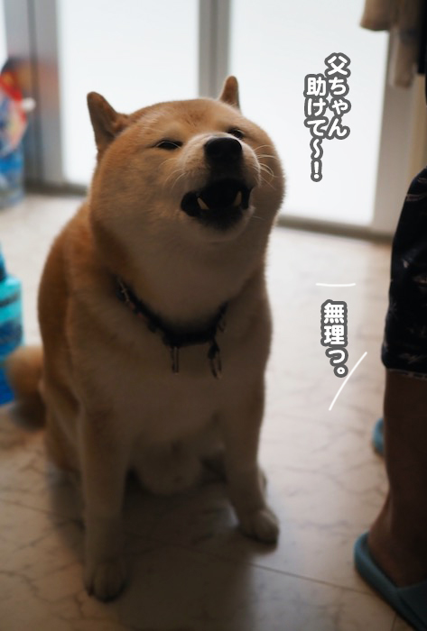 20日夕ブログ４