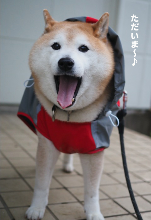 19日夕ブログ7