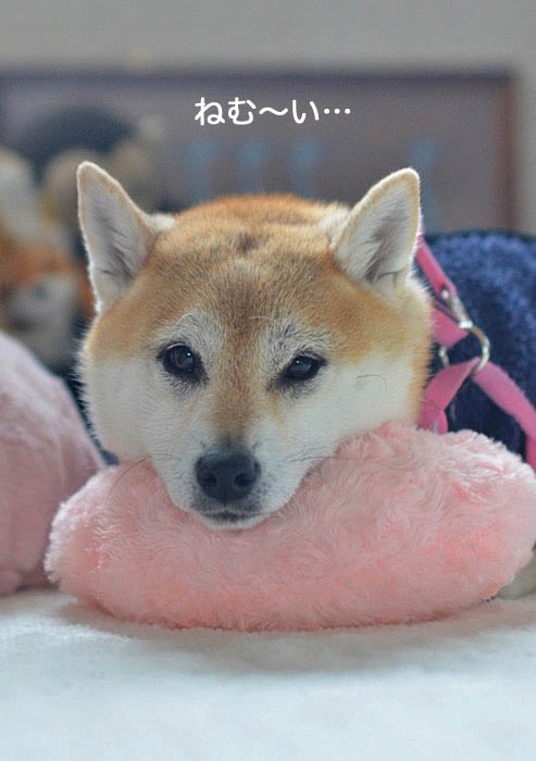 15日ブログ3