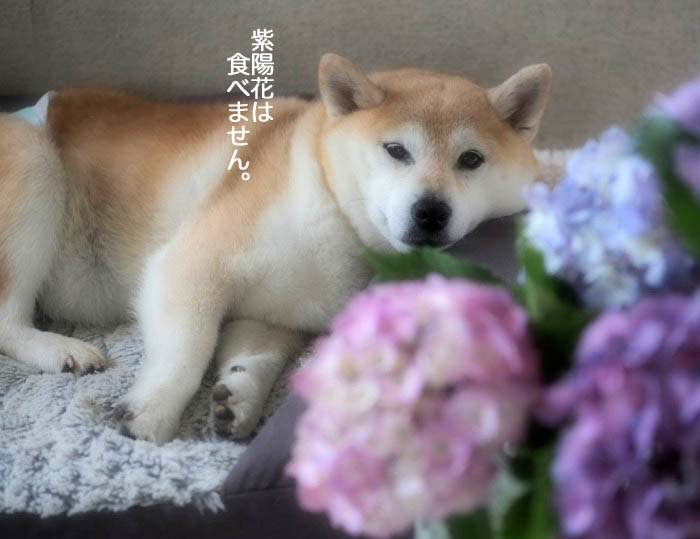13日ブログ７