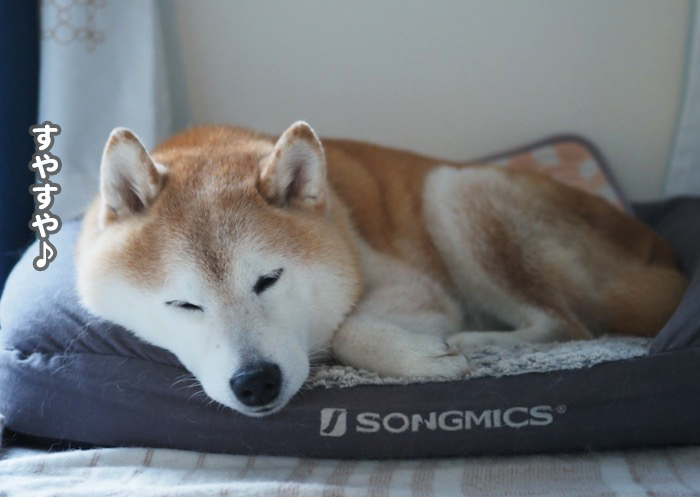 21日夕ブログ４