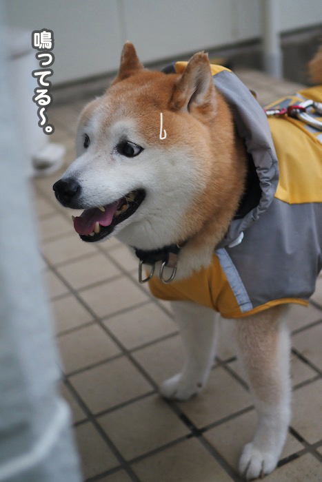 11日夕ブログ４