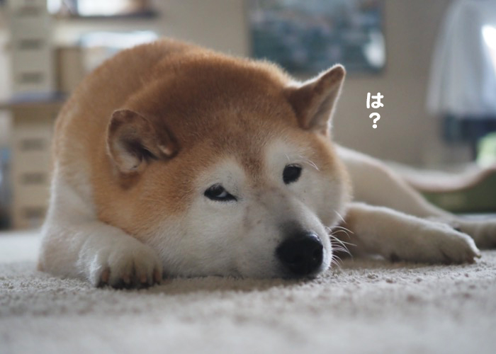 26日夕ブログ２