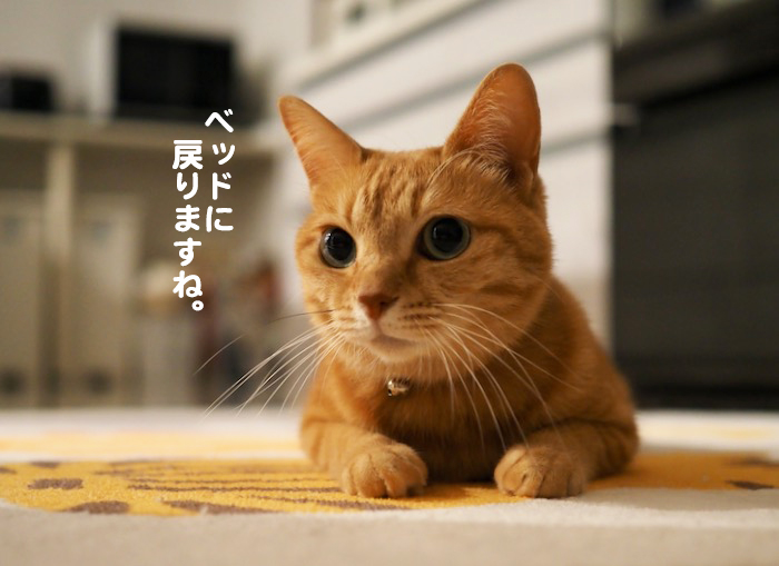 22日夕ブログ６