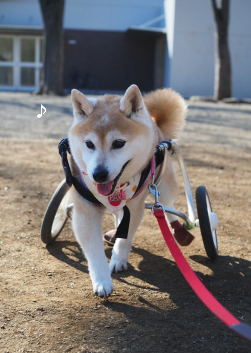 散歩嫌いの犬には見えないんだけどなぁ 湘南凸凹柴wan日記 Powered By ライブドアブログ