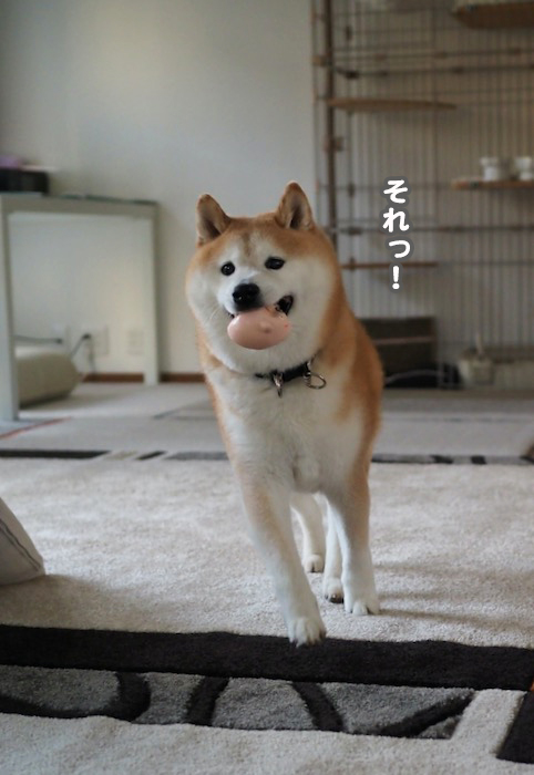 29日夕ブログ５