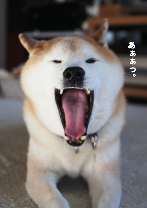8日夕ブログ4