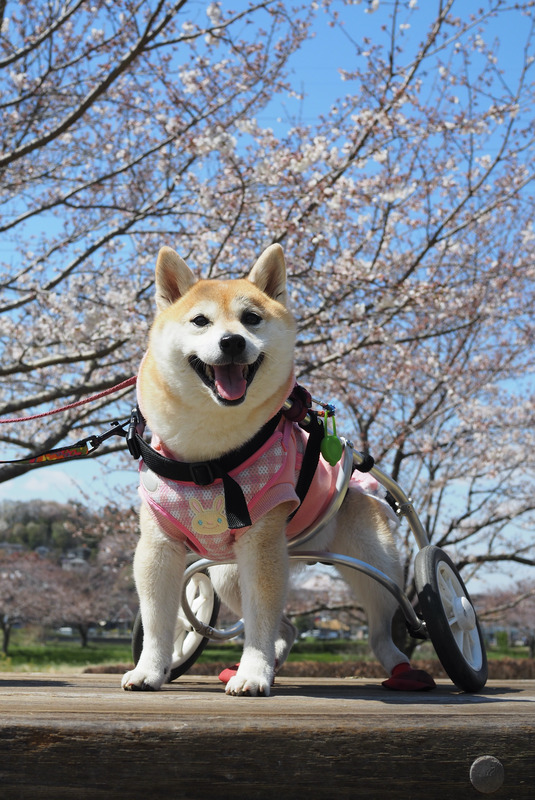 1あんと桜