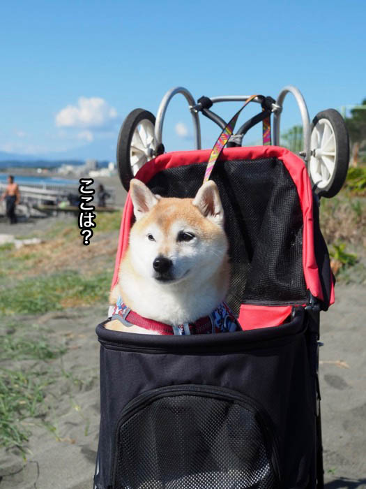 26日ブログ２
