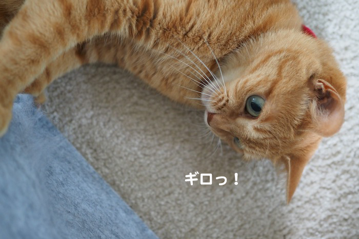 11日夕ブログ2