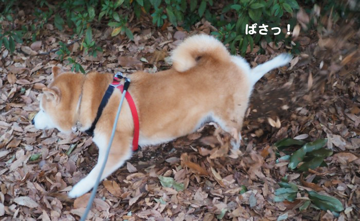 28日夕ブログ７
