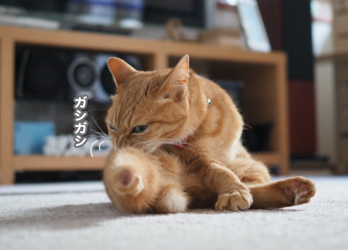9日夕ブログ２