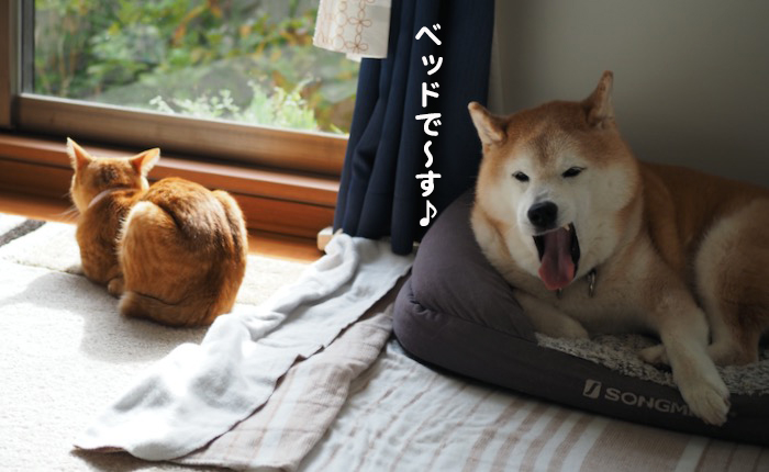 11日夕ブログ３