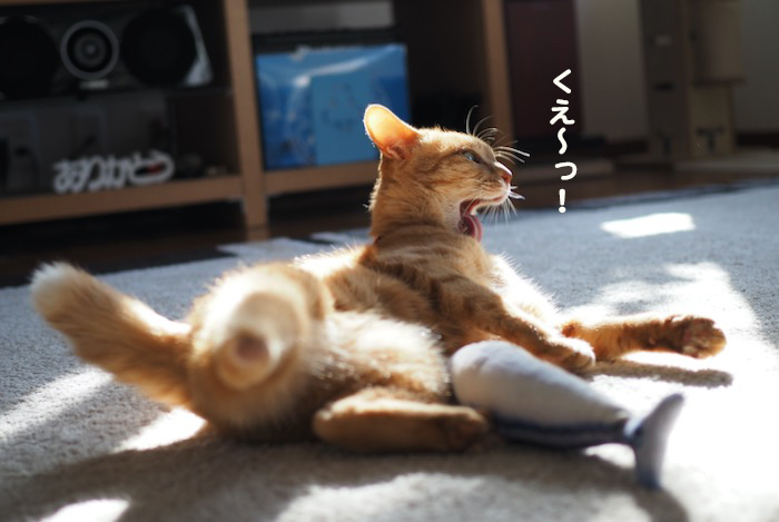 14日夕ブログ７