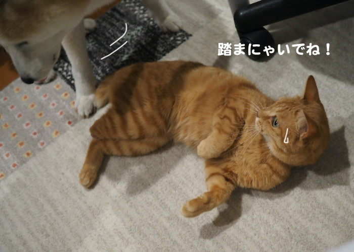 17日夕ブログ４
