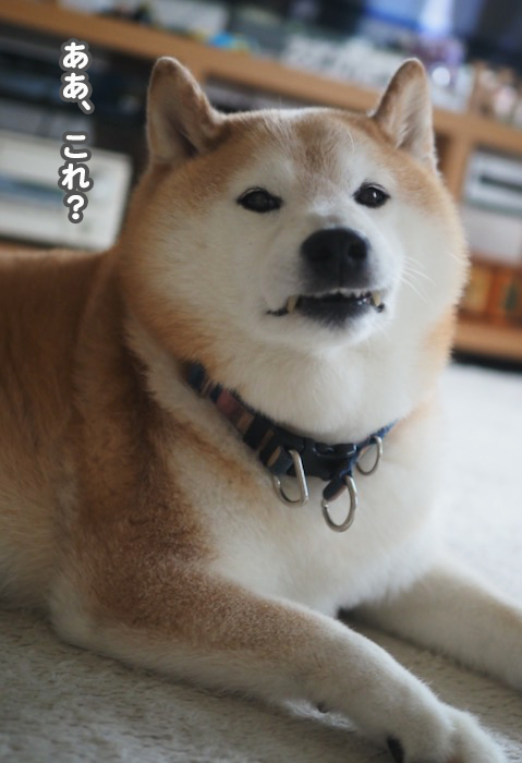 22日夕ブログ４