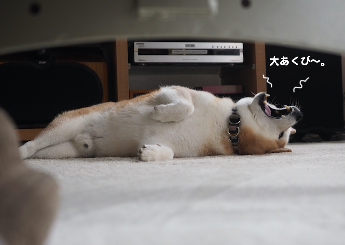 11日夕ブログ６