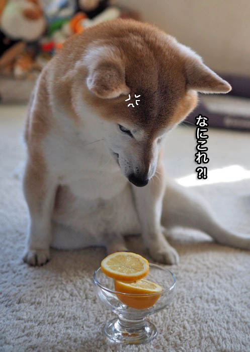 21日夜ブログ８