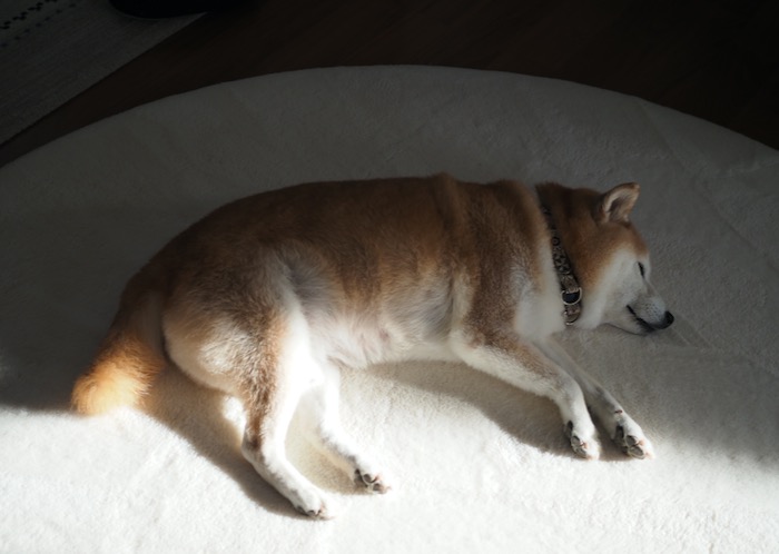 11日ブログ１