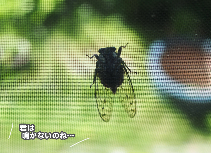 24日夕ブログ3