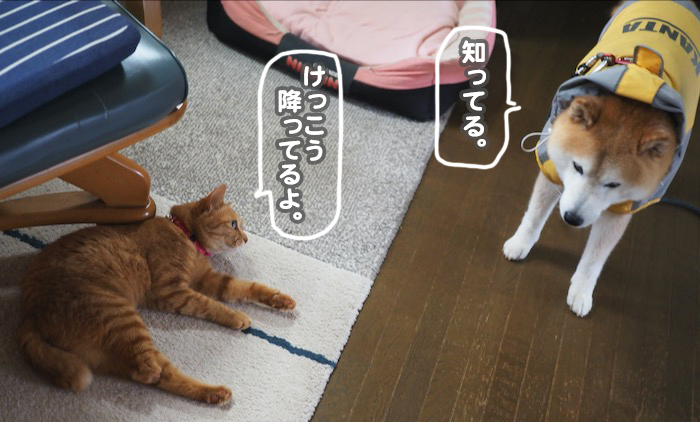 12日夕ブログ5