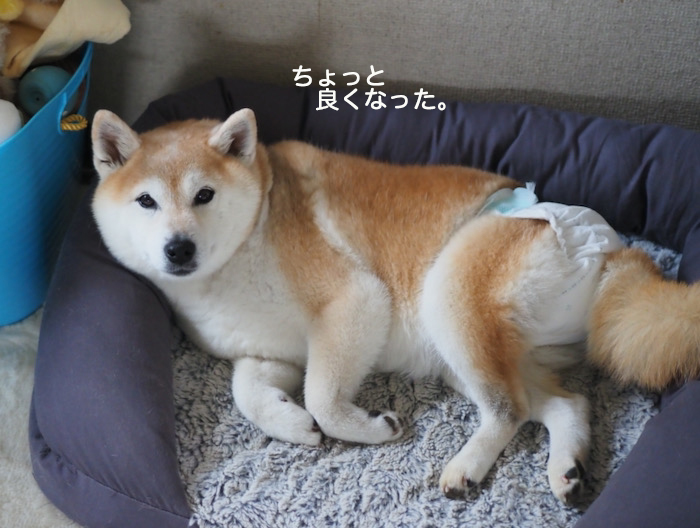 19日夕ブログ５