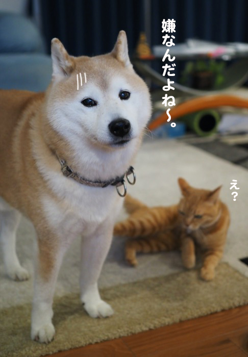3日夕ブログ２
