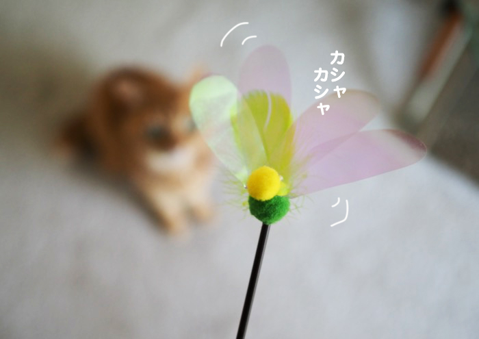 20日夕ブログ２