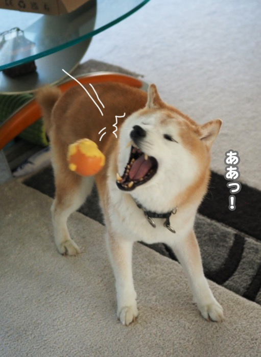 19日夕ブログ６