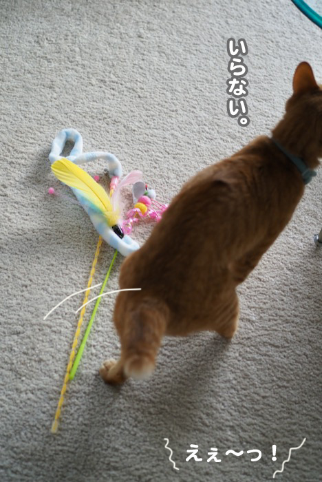 16日夕ブログ5