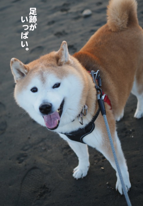 7日夕ブログ7