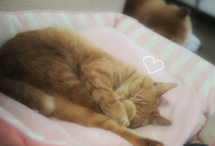29日夕ブログ４