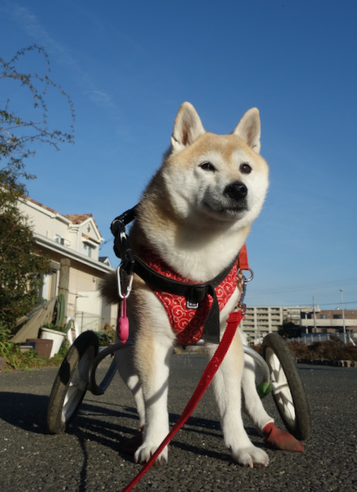 20日夜用３