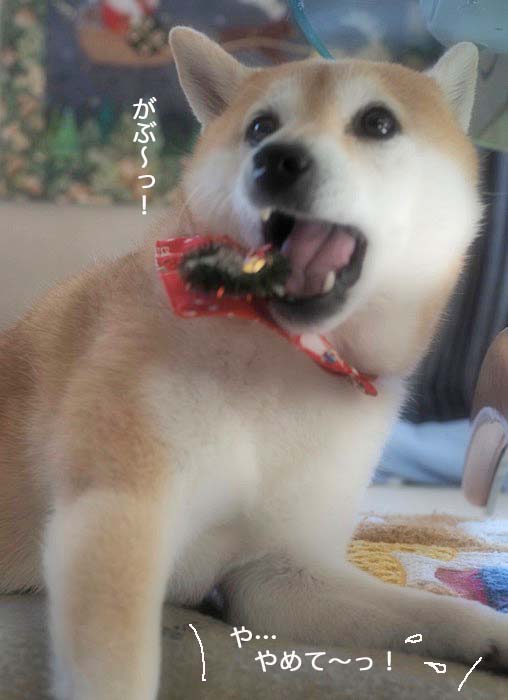 3日夕ブログ６