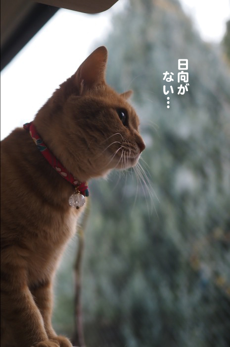 20日夕ブログ２