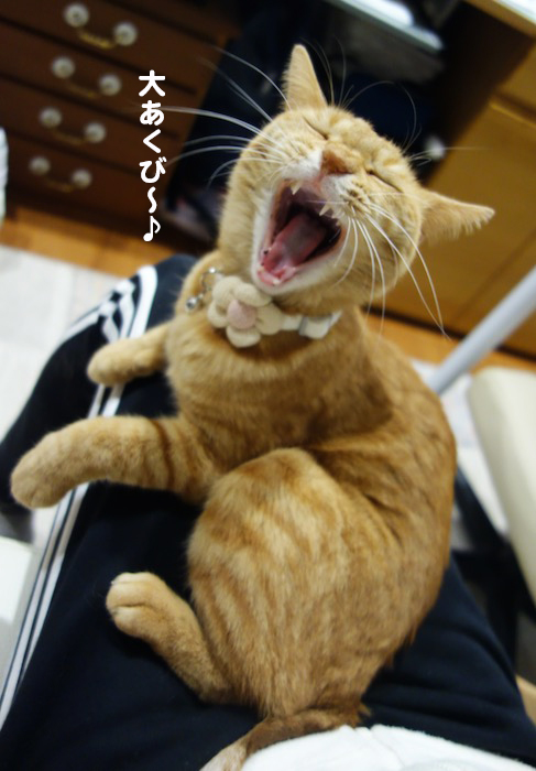 3日夕ブログ３