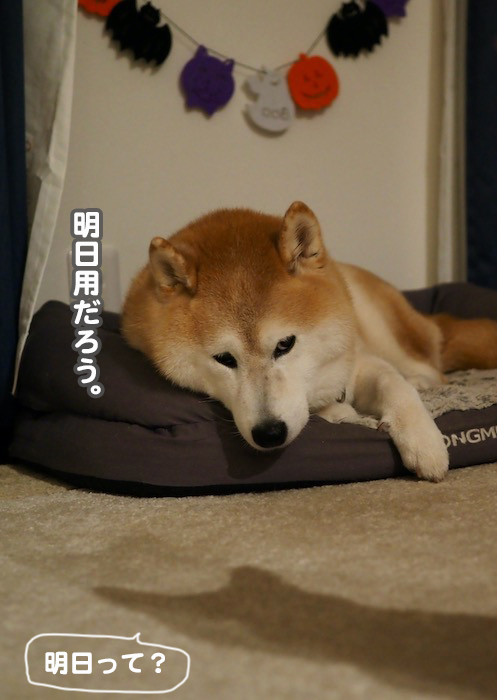 30日夕ブログ４