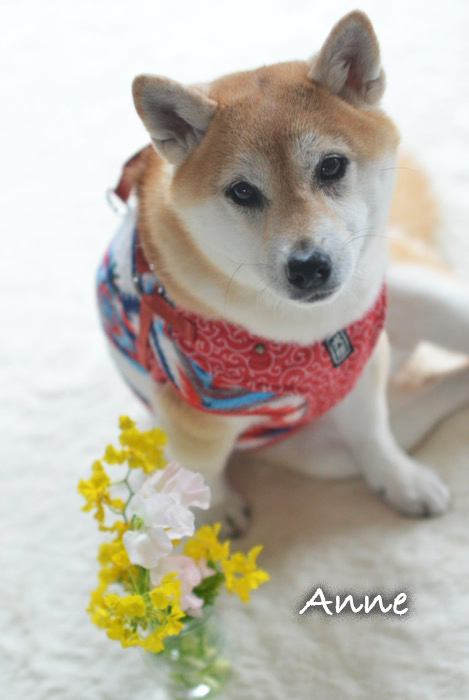 30日夕ブログ5
