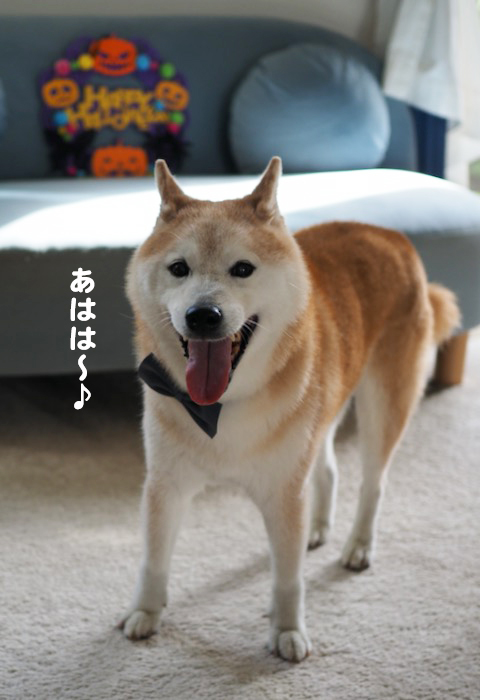27日夕ブログ5