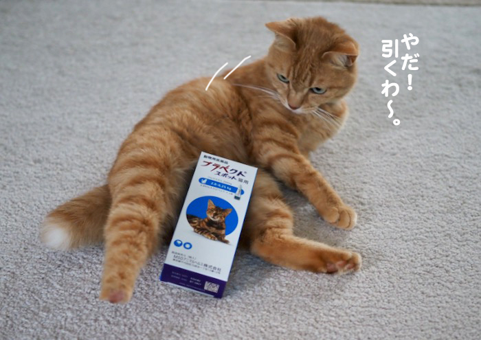 14日夕ブログ７