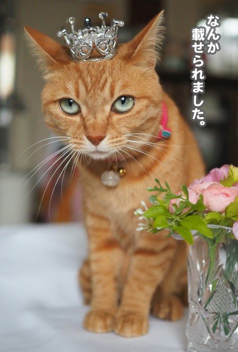 22日夕ブログ７