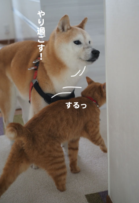16日夕ブログ７