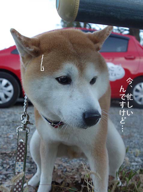 ほねっこ食べて ぇ 湘南凸凹柴wan日記 Powered By ライブドアブログ ほねっこ食べて ぇ 湘南凸凹柴wan日記 Powered By ライブドアブログ