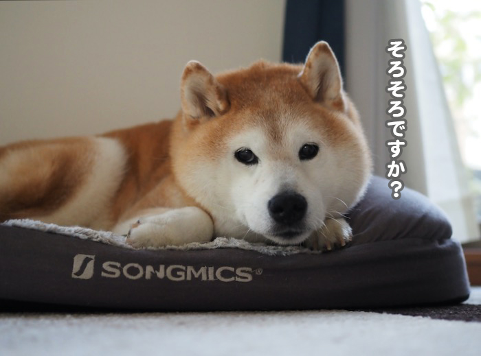29日夕ブログ３