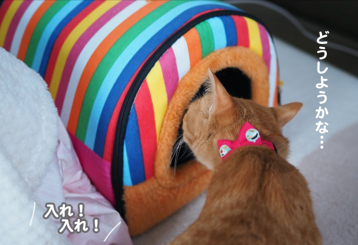 7日夕ブログ３