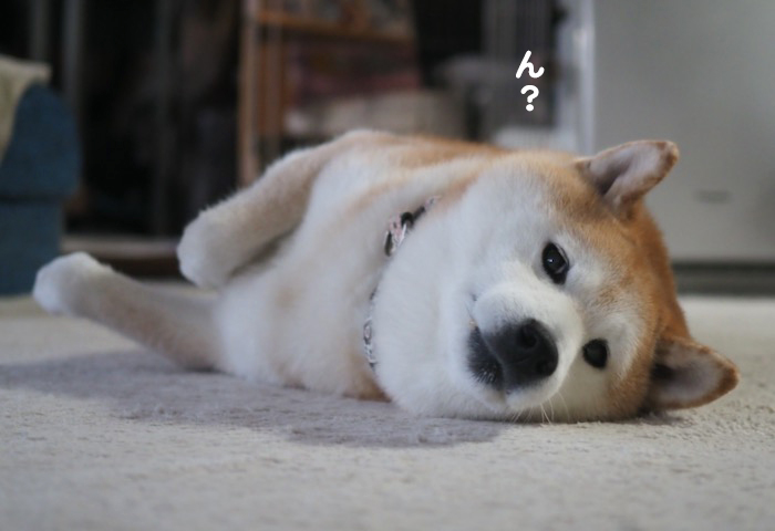 22日夕ブログ３