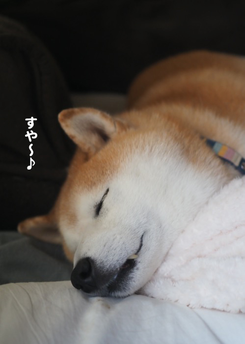 11日夕ブログ３